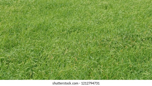 Thick And Green Grass In The Daytime