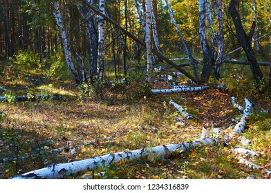 Thick green leafy birch forest with fallen trees on a sunny day. Forest conservation area. Natural Park. - Powered by Shutterstock