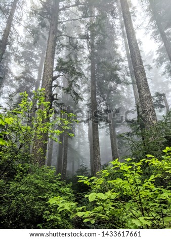 Thick green misty deserted evergreen old growth forest in the Pacific Northwest