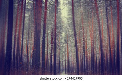 Thick High Pine Forest