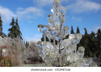 Thick Ice Covering Branches After Freezing Rain. Natural Background Of Small Tree Coated With Icicles. Winter Storm Warning