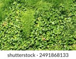 Thick ivy , green leaves, growing on the ground with other weeds. Background or backdrop.