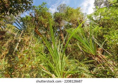 Thick Jungle And Rainforest On The Baliem Valley Trek, West Papua, Indonesia