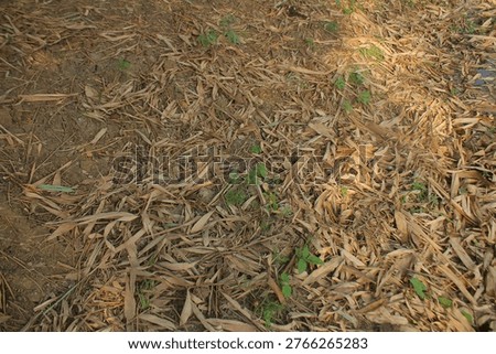 Thick layer of dried fallen bamboo leaves blanketing the dusty ground, captured with soft directional shadows and warm golden hour sun-glints that highlight seasonal change in Birbhum West Bengal for marginalization and resourcefulness concepts.