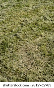 Thick layer of dried grass clippings on a green lawn. Dead thatch smothering yard grass.