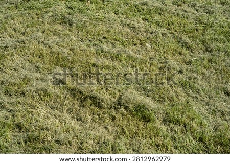 Thick layer of dried grass clippings on a green lawn. Dead thatch smothering yard grass.