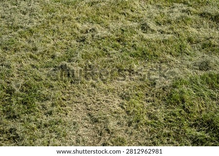 Thick layer of dried grass clippings on a green lawn. Dead thatch smothering yard grass.