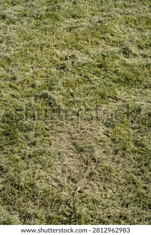 Thick layer of dried grass clippings on a green lawn. Dead thatch smothering yard grass.