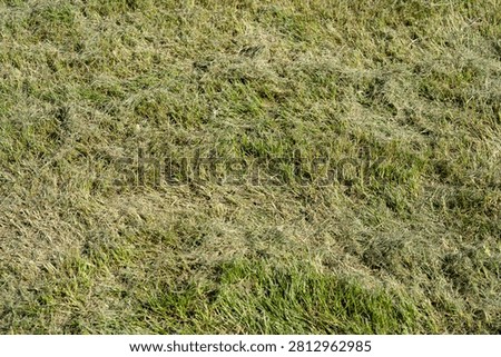 Thick layer of dried grass clippings on a green lawn. Dead thatch smothering yard grass.