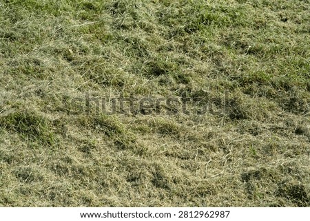 Thick layer of dried grass clippings on a green lawn. Dead thatch smothering yard grass.