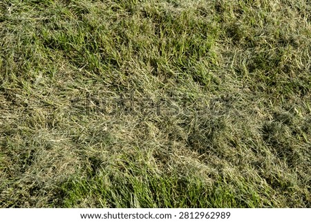 Thick layer of dried grass clippings on a green lawn. Dead thatch smothering yard grass.