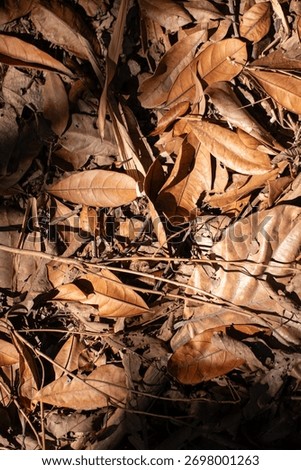 Thick Layer of Dry Brown Fallen Leaves on Tropical Forest Floor