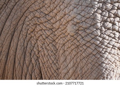 Thick Leathery Elephant Skin Closeup Natural Stock Photo (Edit Now ...