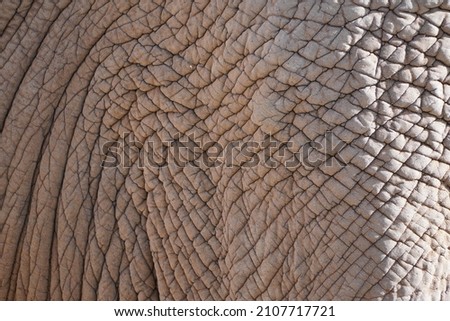 Thick leathery elephant skin in close-up. Natural background and texture.	