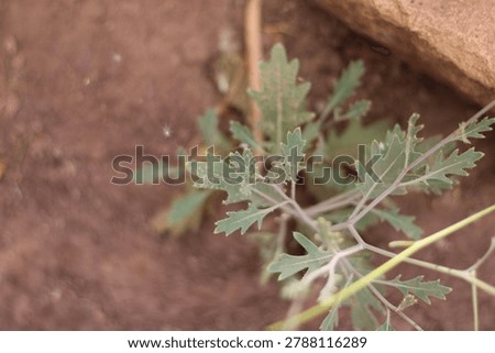 Thick leaved Wall rocket, Diplotaxis harra spp crassifolia, Brassicaceae