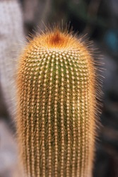 Thick Long Cactus With Bright Red Needles. Fluffy Needles. Selective Focus On The Cactus, The Background Is Blurred.