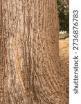 thick lower trunk of a deciduous tree