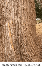 thick lower trunk of a deciduous tree