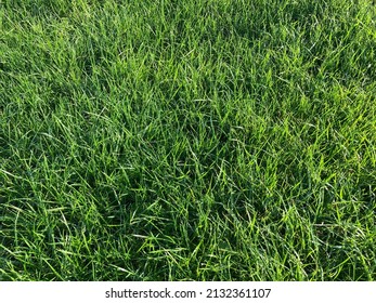 Thick luscious green grass in sunlight