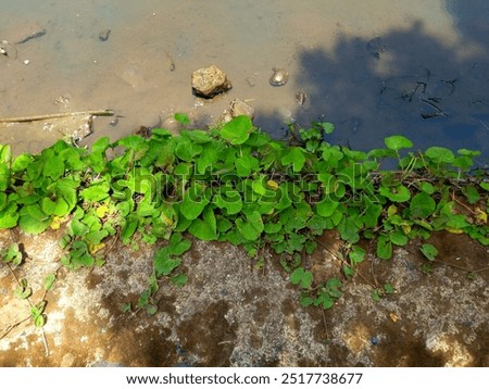 Similar – Image, Stock Photo interference field Creeper