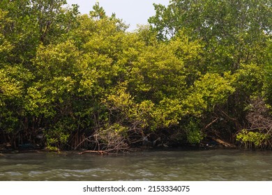 Thick Mangrove Forest In The River