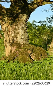 The Thick Mossy Trunk Of An Old Oak Tree