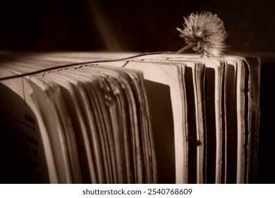 A thick old book standing in a low light place - Powered by Shutterstock