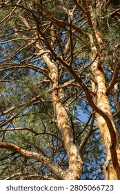 Thick pine tree trunks with textured orange-brown bark. Dense green needle branches interwoven overhead. Clear blue sky visible through gaps. Peaceful, natural forest texture with bright daylight.