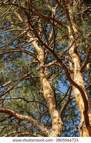 Thick pine tree trunks with textured orange-brown bark. Dense green needle branches interwoven overhead. Clear blue sky visible through gaps. Peaceful, natural forest texture with bright daylight.