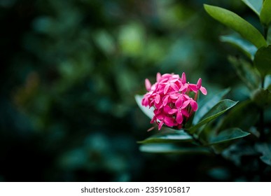 Thick pink color Ixora Coccinea flower on dark green background, Kerala's beautiful traditional flower with medicinal properties Chethi flower aka Thechi, thetti. 