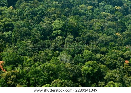 thick rain forest view from top in kerala india western ghats