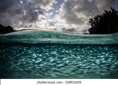 A Thick School Of Scad Swarm Just Below The Surface Near Islands In Alyui Bay, Waigeo Island, Raja Ampat, Indonesia. This Region Is Known For Its Spectacular Marine Ecosystem And Great Scuba Diving.