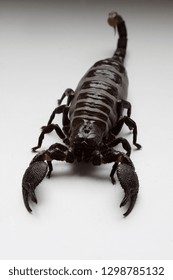 Thick scorpion on a white background. Scorpio after feeding