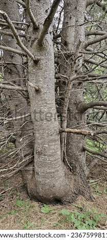 A thick, scraggly tree with three trunks and dry branches in the forest Stock foto © 