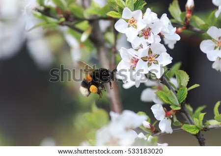 thick shaggy bumblebee flying toward a blossoming branch of Apple tree in spring garden