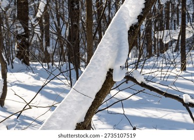 Thick snow dramatically drapes a bare tree trunk bathed in bright winter sunlight in a wintry wood setting