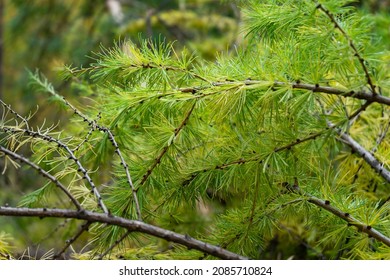 Thick Soft Green Branches Of Siberian Larch