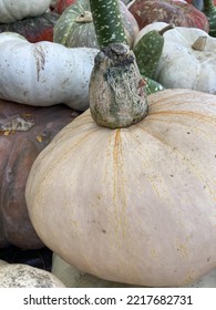 Thick stemed pumpkin with other kin.