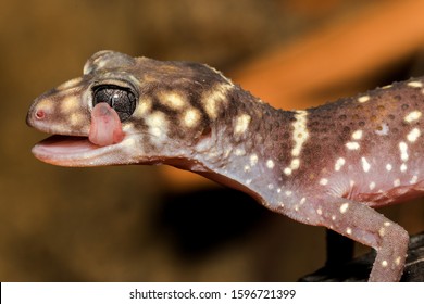 Thick Tailed Gecko Licking Eye