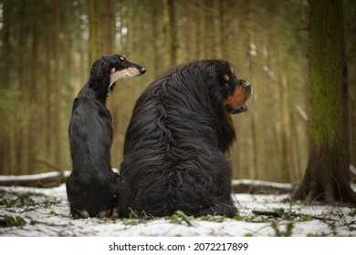 thick and thin dog together different breeds same colour saluki sighthound and tibetan mastiff