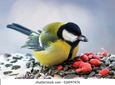 thick tit eats peanuts and seeds in the winter in the snow