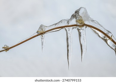Thick transparent icicles on a thin branch, rain is freezing to ice on a cold winter day, greeting card with a seasonal nature theme, copy space, selected focus
