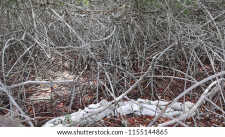 Thick tree bramble