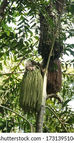 Thick Tree And Jungle Vegetation In Cát Tiên National Park, Vietnam.