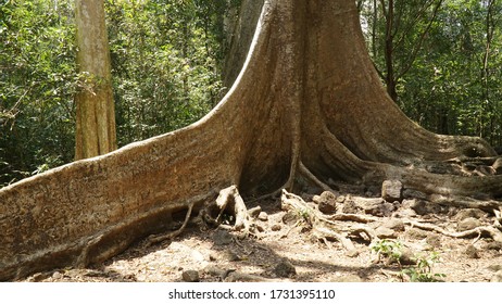 Thick Tree And Jungle Vegetation In Cát Tiên National Park, Vietnam.