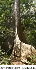 Thick Tree And Jungle Vegetation In Cát Tiên National Park, Vietnam.