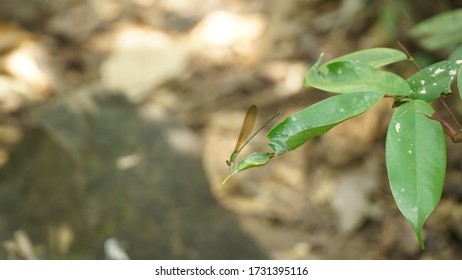 Thick Tree And Jungle Vegetation In Cát Tiên National Park, Vietnam.