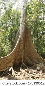 Thick Tree And Jungle Vegetation In Cát Tiên National Park, Vietnam.