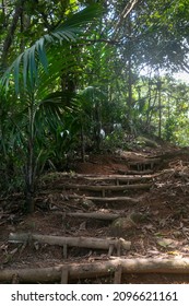 Thick tree roots are intertwined on the ground and as wooden steps lead up into the mountains amongst dense rainforest. Morne Blanc trail  is hard hiking route to the top of Mahe Island in Seychelles.
