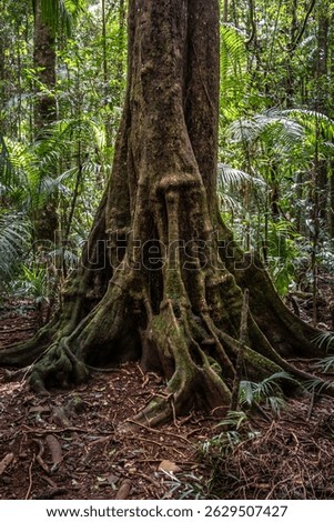 A thick tree trunk with big roots covered in moss in the woods